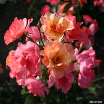 Rosier arbustif Vif Eclat Rosier arbustif Vif Eclat