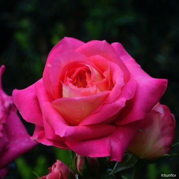 Rosa Bali - Edelrose