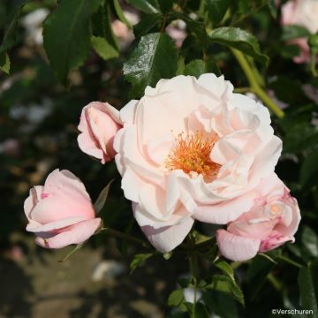 Rosa Zelmani's Dream - Kletterrose