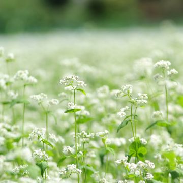 Echter Buchweizen BIO - Fagopyrum esculentum