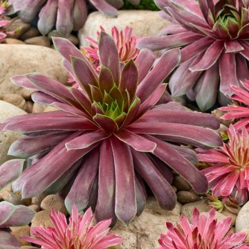 Hauswurz Chick Charms Giant Emerald Explosion - Sempervivum 