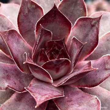 Hauswurz Chick Charms Grape Galaxy - Sempervivum 
