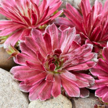 Hauswurz Chick Charms Lotus Blossom - Sempervivum 