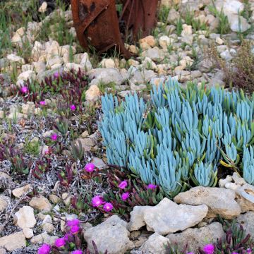 Senecio serpens Dwarf Blue - Kreuzkraut