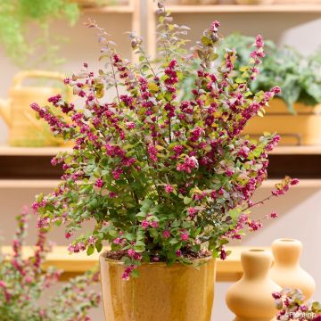 Amethystbeere Little Berry - Symphoricarpos