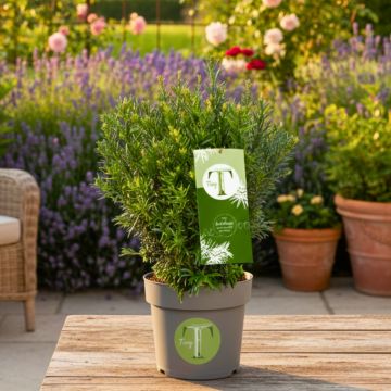Eibe Tiny T - Taxus baccata
