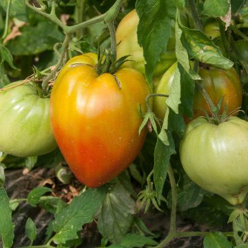Tomate Ochsenherz Orange (Veredelte Tomate) Tomate Ochsenherz Orange (Veredelte Tomate)