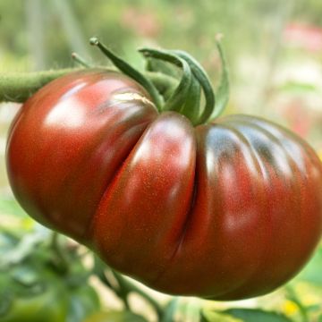 Tomate Russe rouge en plants Tomate Russe rouge en plants