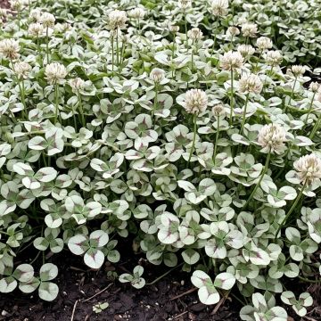 Weiß-Klee Angel Clover Jade - Trifolium repens 