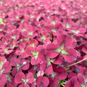 Weiß-Klee - Trifolium repens Angel Clover Beauty