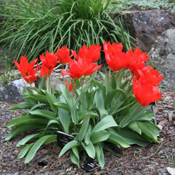 Tulipa fosteriana Princeps