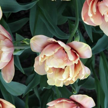 Frühe Gefüllte Tulpe La Belle Epoque Frühe Gefüllte Tulpe La Belle Epoque