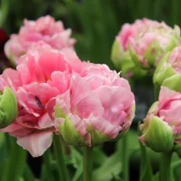 Späte Gefüllte Tulpe Double Arosa
