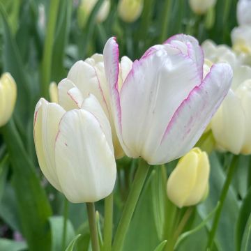 Mehrblütige Tulpe Emilie