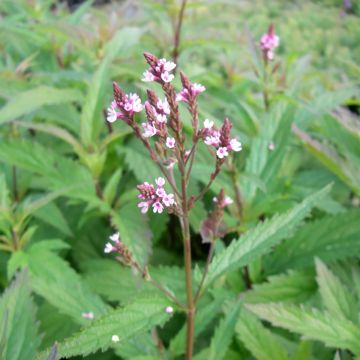 Verbena hastata Pink Spires - Lanzen-Eisenkraut