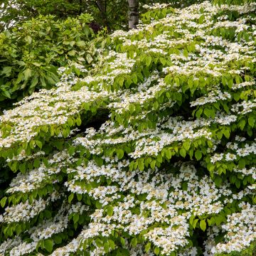 Japanischer Schneeball Mariesii Great Star - Viburnum plicatum Japanischer Schneeball Mariesii Great Star - Viburnum plicatum