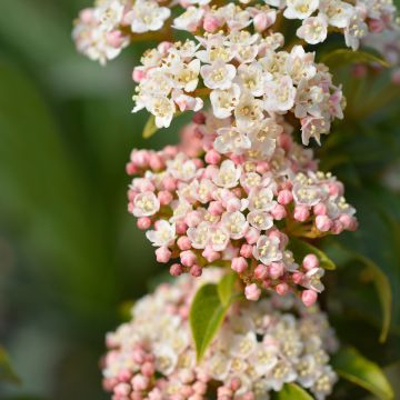 Viburnum tinus Eve Price - Laurier tin Viburnum tinus Eve Price - Laurier tin