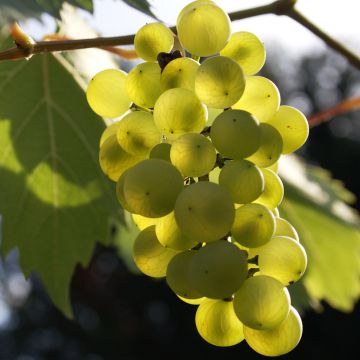 Weinrebe Phoenix Weinrebe Phoenix