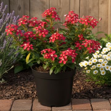 Rosafarbene Catharanthe Soiree Cerise White Eye - Catharanthus roseus Rosafarbene Catharanthe Soiree Cerise White Eye - Catharanthus roseus