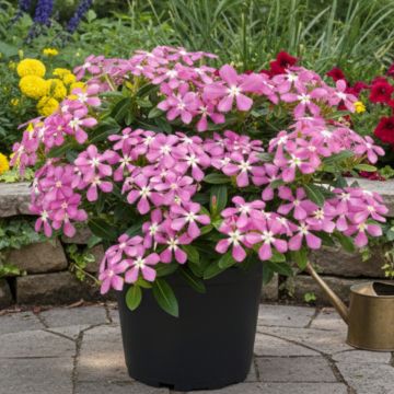 Rosafarbene Catharanthe Soiree Pink White Eye - Catharanthus roseus Rosafarbene Catharanthe Soiree Pink White Eye - Catharanthus roseus