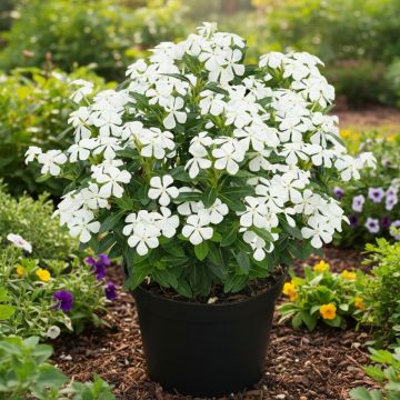 Rosafarbene Catharanthe Soiree White - Catharanthus roseus Rosafarbene Catharanthe Soiree White - Catharanthus roseus