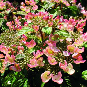 Japanischer Schneeball Pinkimono - Viburnum plicatum Pinkimono