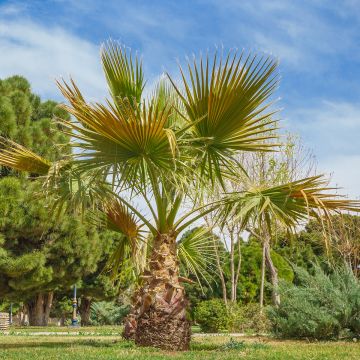 Washingtonia robusta (samen) - Fächerpalme