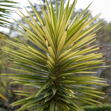 Yucca aloifolia Variegata - Graue Palmlilie
