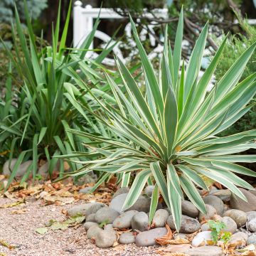 Yucca gloriosa Variegata - Kerzen-Palmlilie Yucca gloriosa Variegata - Kerzen-Palmlilie