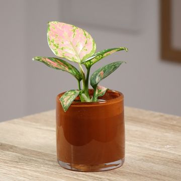 Aglaonema Beauty - Kolbenfaden