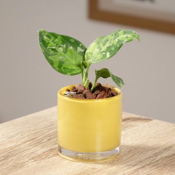 Aglaonema pictum Tricolor - Kolbenfaden Aglaonema pictum Tricolor - Kolbenfaden