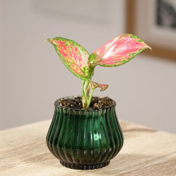 Aglaonema Red Valentine - Kolbenfaden Aglaonema Red Valentine - Kolbenfaden