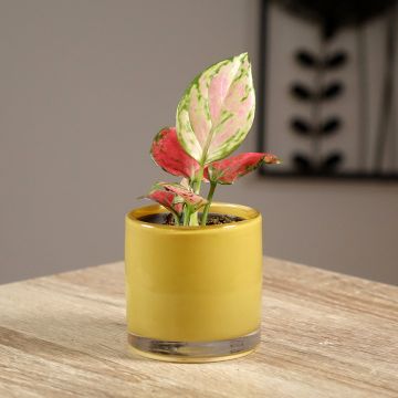 Aglaonema Rich Red - Kolbenfaden