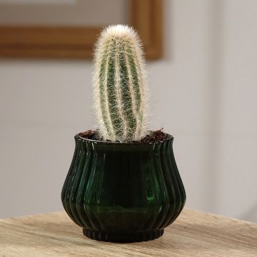 Kaktus - Austrocephalocereus dybowskii