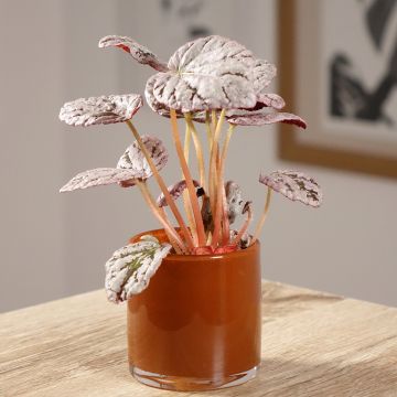 Begonia Rex Chayo - Blattbegonie Begonia Rex Chayo - Blattbegonie