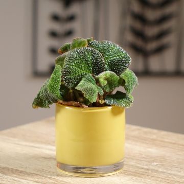 Begonia Rex Soli Mutata - KönigsBegonie