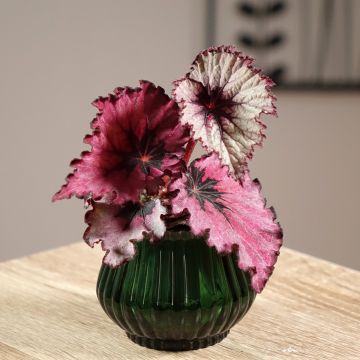 Begonia Rex Spirit of Kwale - KönigsBegonie