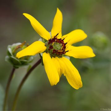 Berlandiera lyrata - Goutte de Chocolat