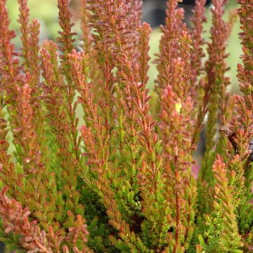 Besenheide Garden Girls Zorina - Calluna vulgaris Besenheide Garden Girls Zorina - Calluna vulgaris
