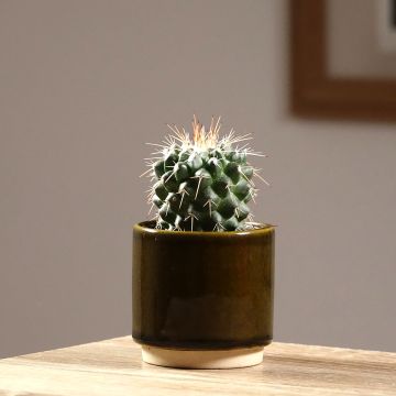Kaktus - Mammillaria baxteriana