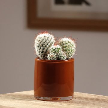 Kaktus - Mammillaria bombycina