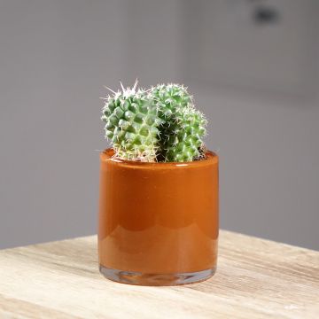 Kaktus - Mammillaria Toluca