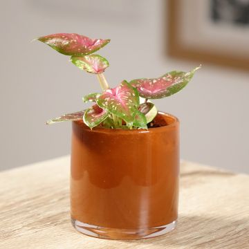 Caladium Casey Caladium Casey