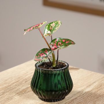 Caladium Purple Light Caladium Purple Light