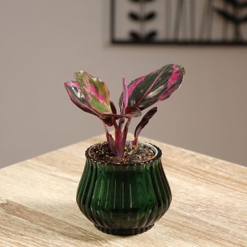 Calathea Princess Jessie - Korbmaranten