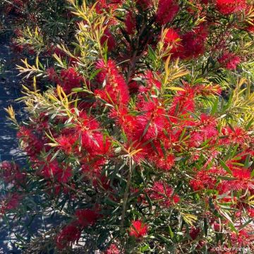 Callistemon Outback Flame - Zylinderputzer