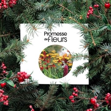 Carte cadeau Carte cadeau