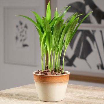 Chrysalidocarpus lutescens - Goldfruchtpalme