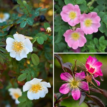 Silber-Weide Kollektion Silber-Weide Kollektion