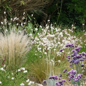 Kollektion 3 unverzichtbare Stauden für die volle Sonne